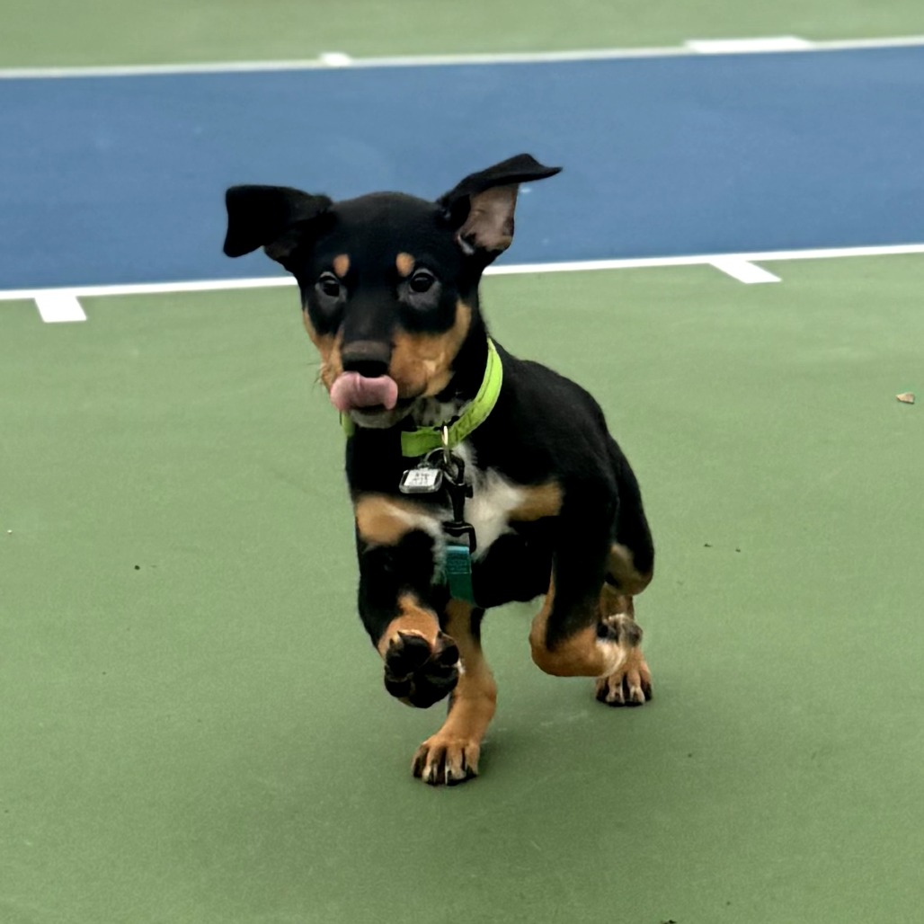 Linus — thumbnail 4