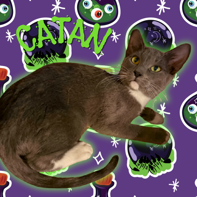 CATAN - Domestic Medium Hair available for adoption