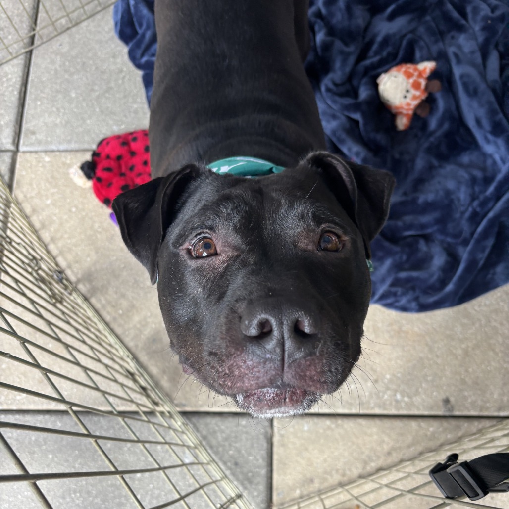 Bowser, photo 13