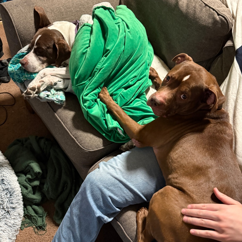 Sen Animal Rescue Senpai Sam is available for adoption at CARE - Center for Animal Rescue ...