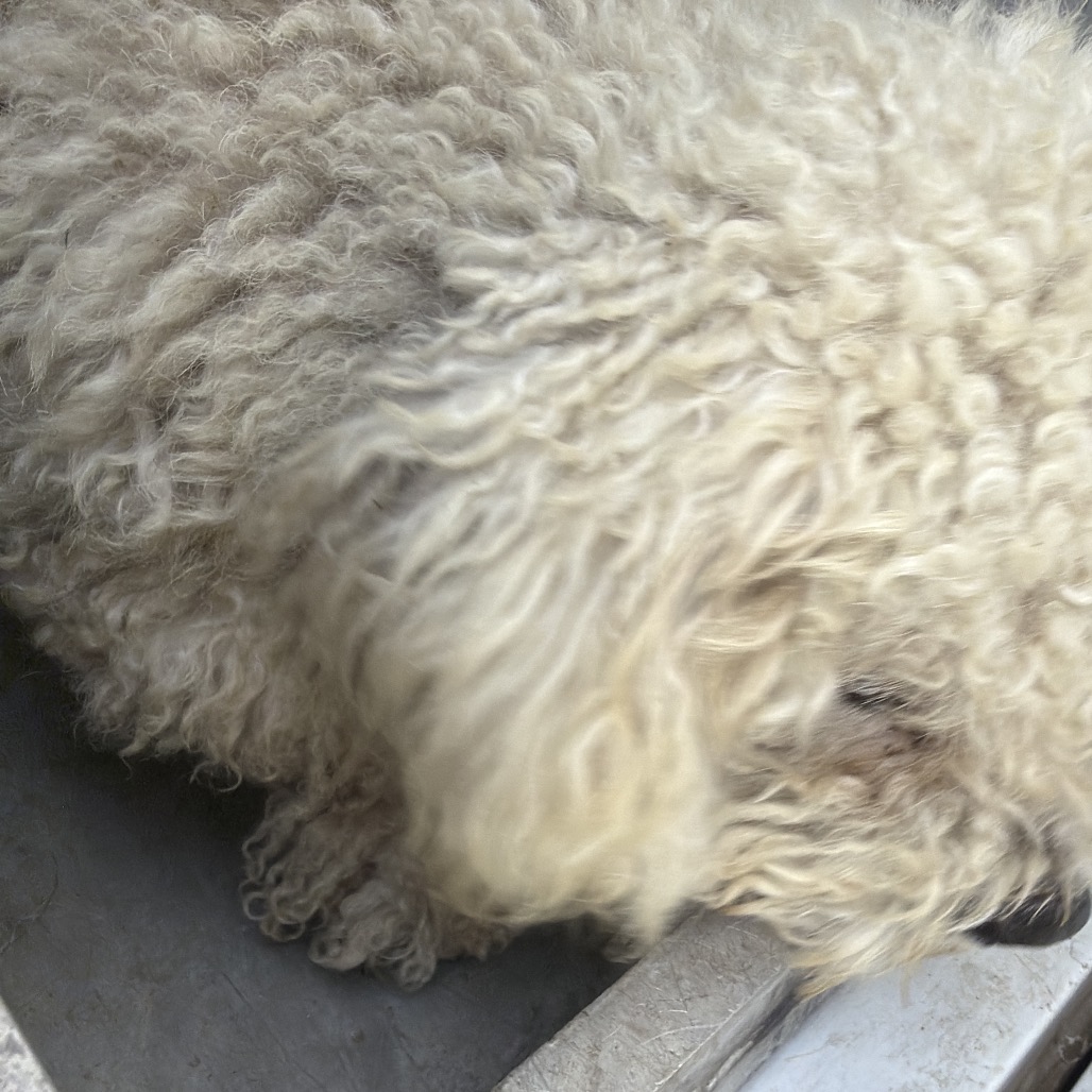 CHIMI - Poodle / Mixed Breed (Small) available for adoption