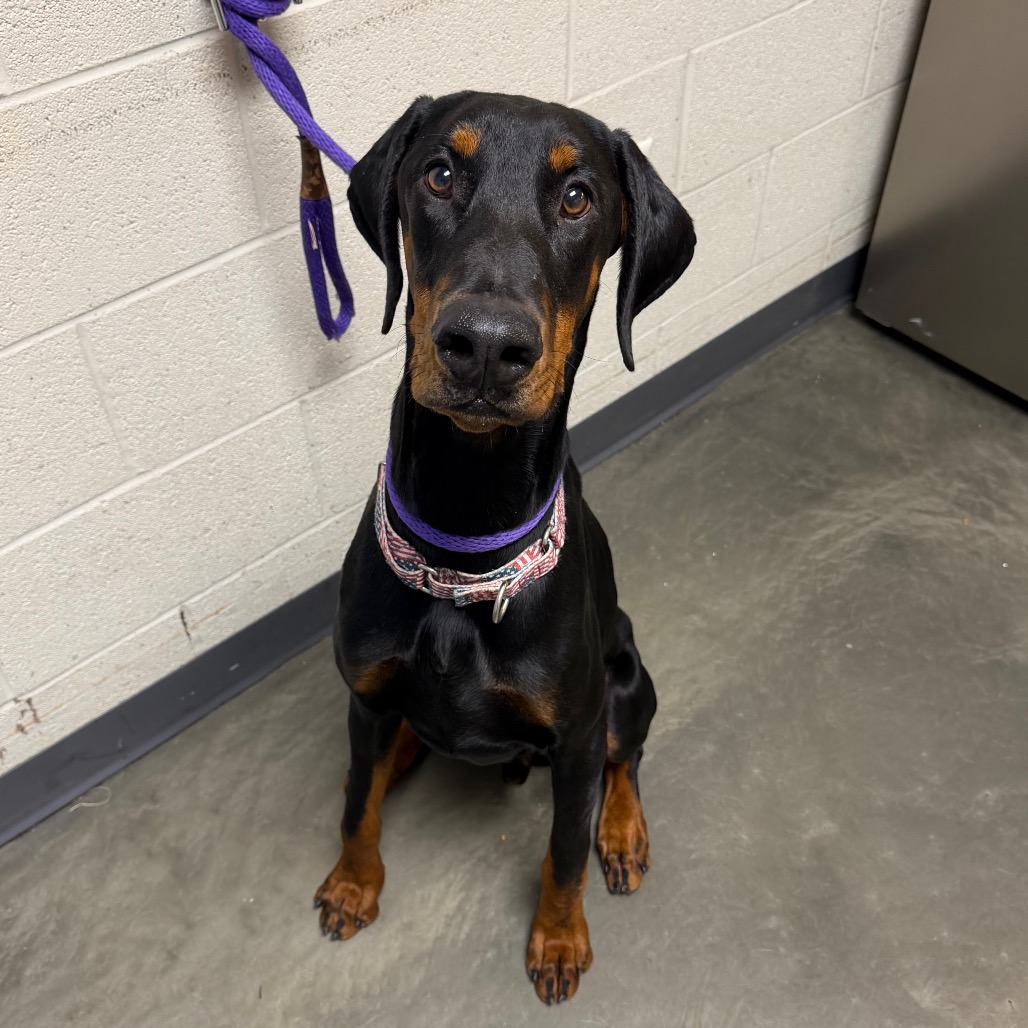 Doberman Pinscher