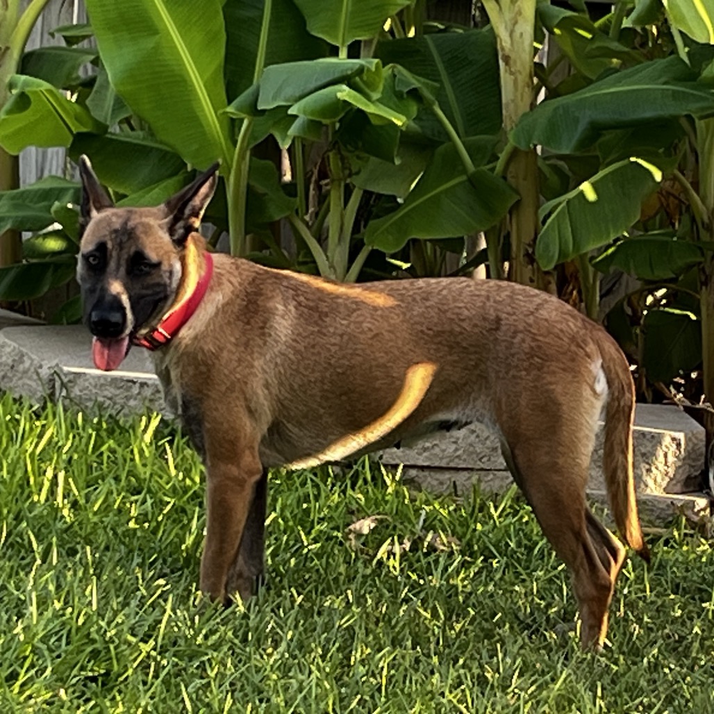 Lilly, photo 5