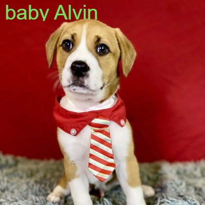Alvin