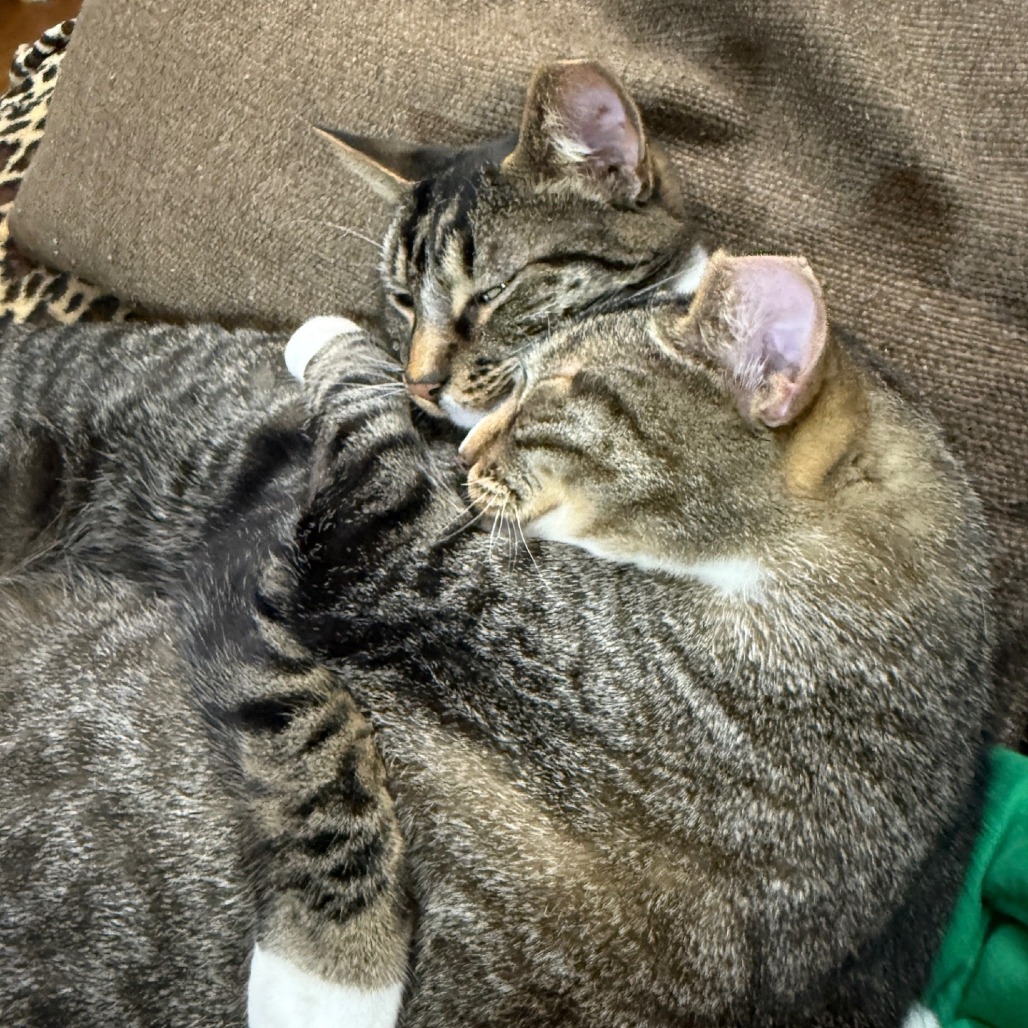 Camouflage--In Foster, photo 4