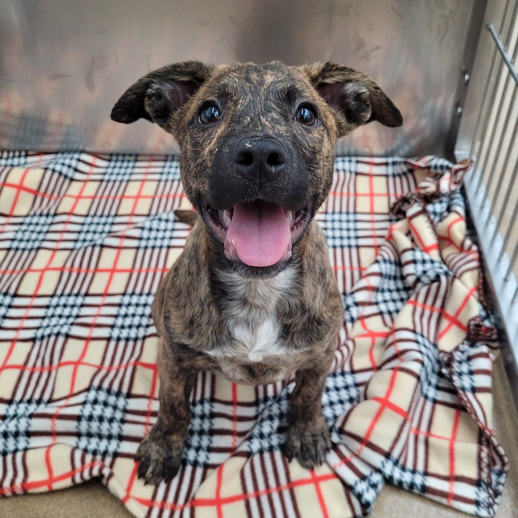 Photo of Smellerbee, a dog adopted from Gulf Coast Humane Society
