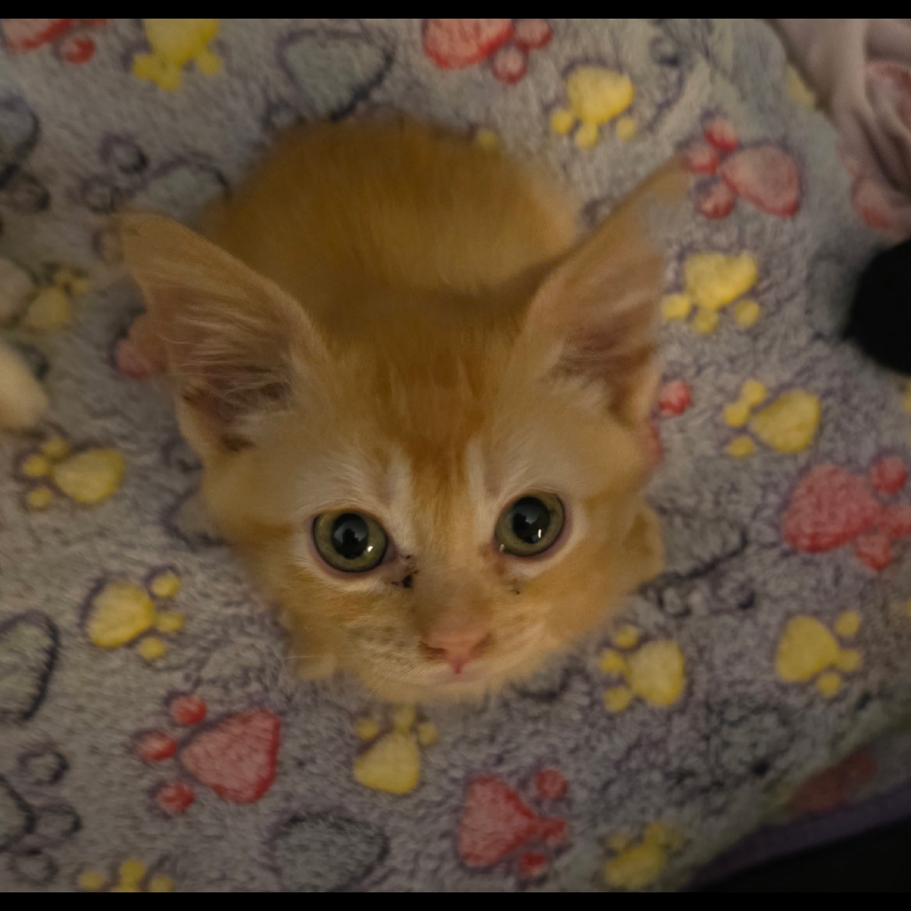 Pumpkin, available for adoption