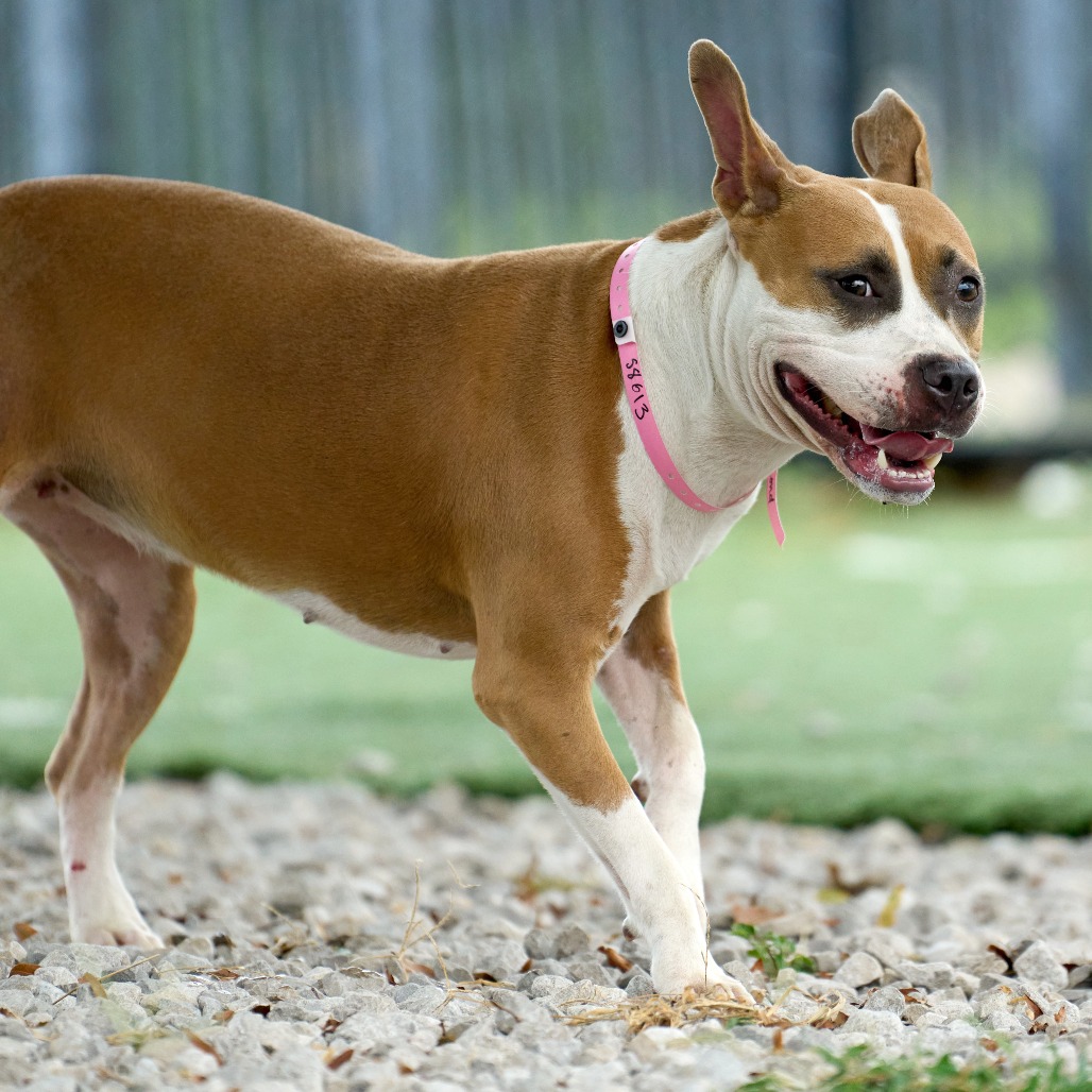 Isabella (formerly Diamond), photo 5