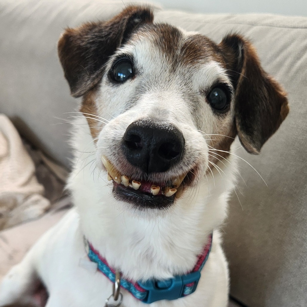 Bandit, photo 10