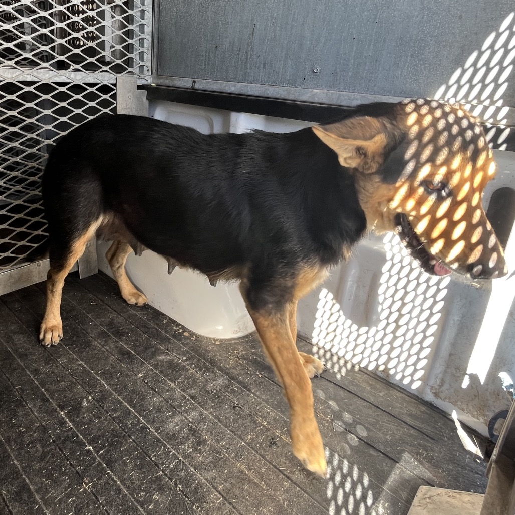 LUCKY - Shepherd available for adoption