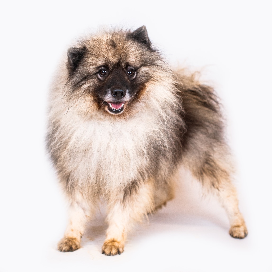 Keeshond