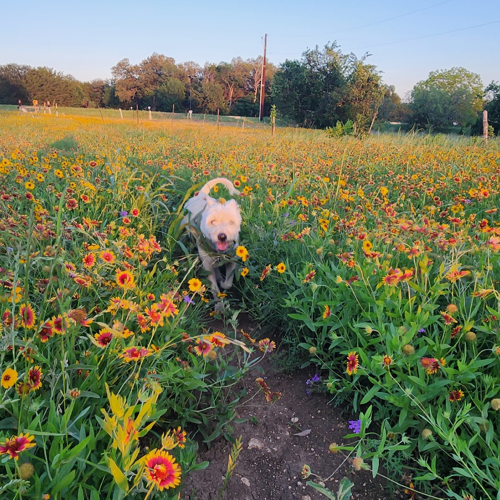 Scrappy, additional photo
