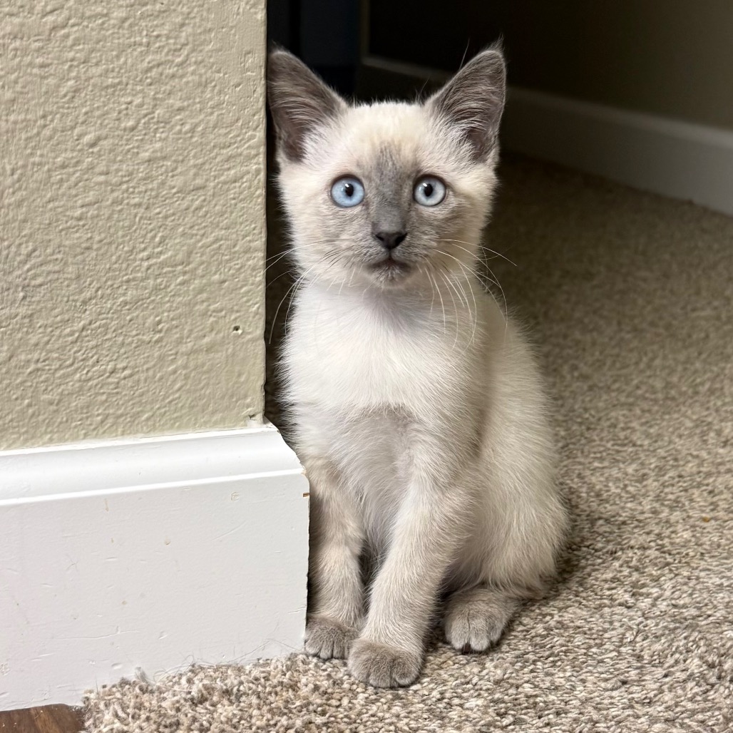 Bella