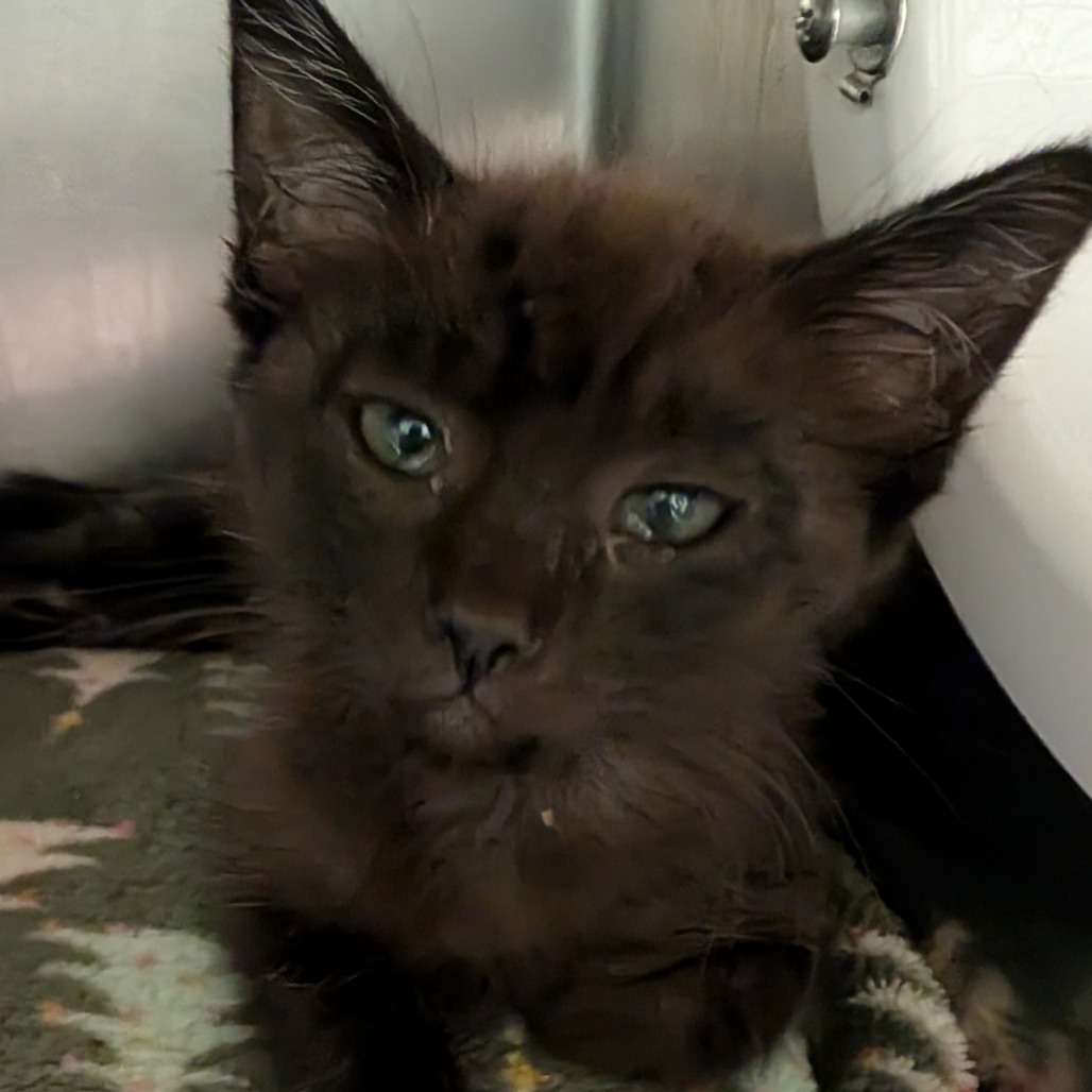 BASTET - Domestic Shorthair available for adoption