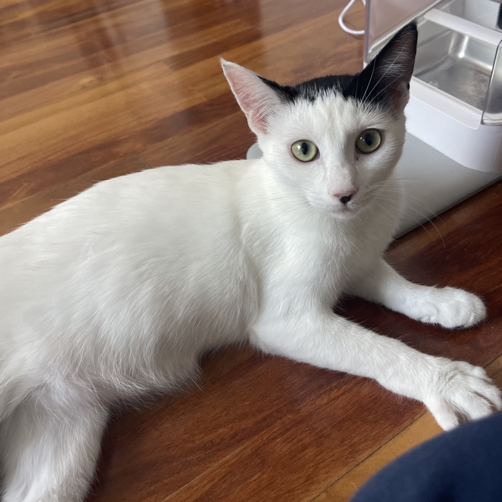Lily, photo 19