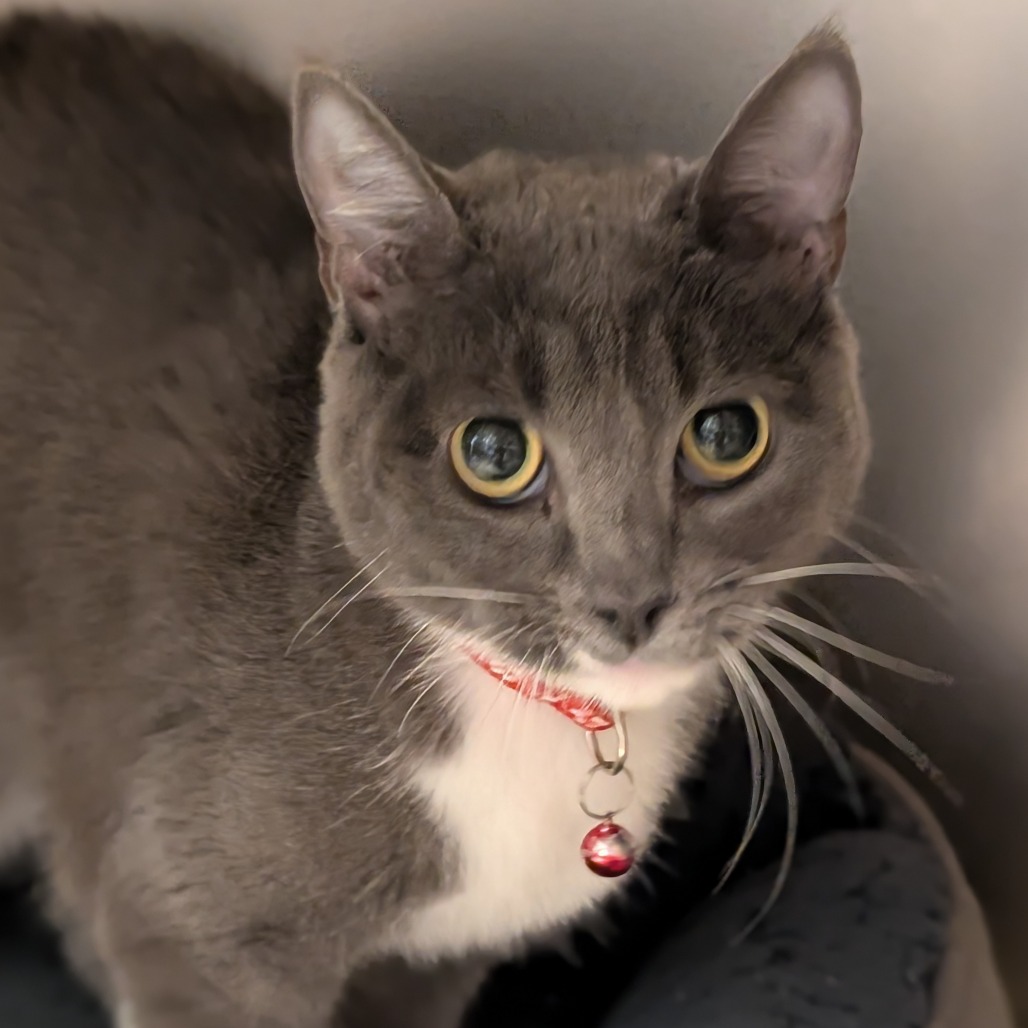 MASON - Domestic Shorthair available for adoption