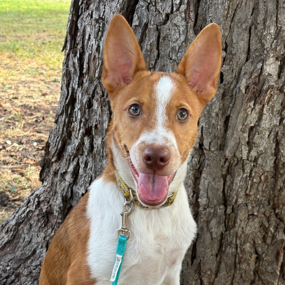 Ollie, photo 18