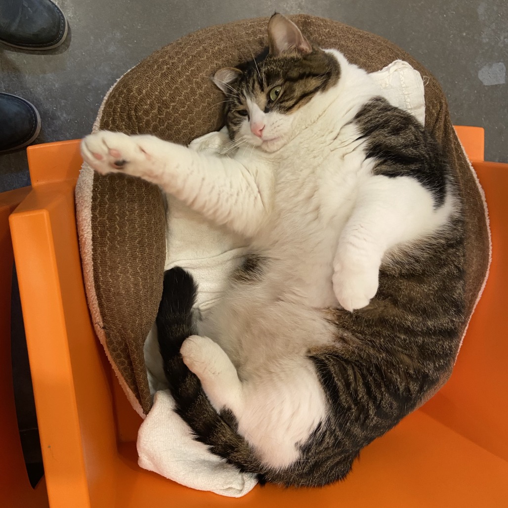 BAXTER - Domestic Shorthair available for adoption