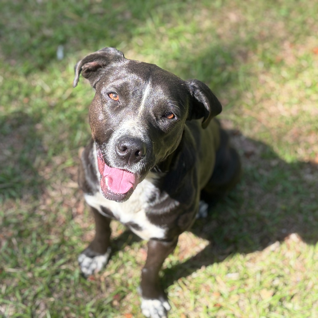 Juliette (intake 12/2024!), photo 10