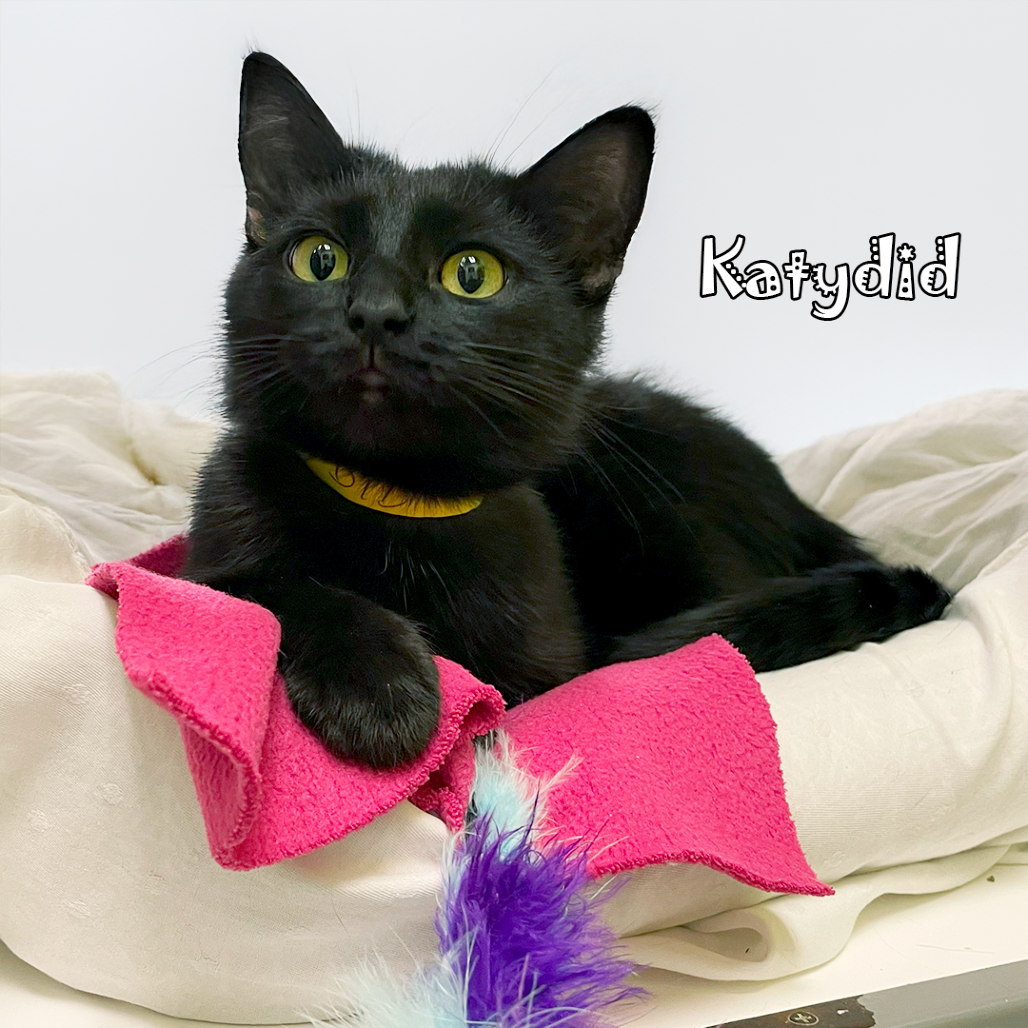 Katydid, an adoptable cat