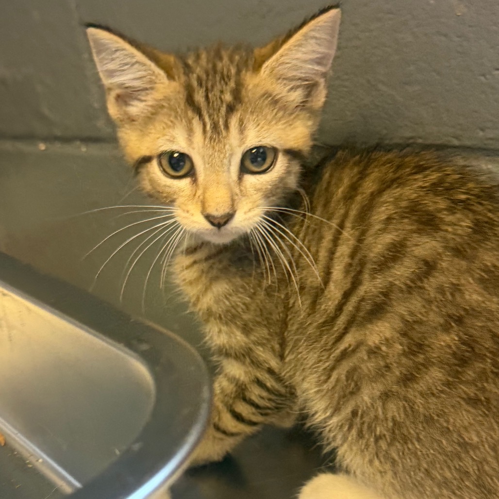 Tusc Stray 85806 2