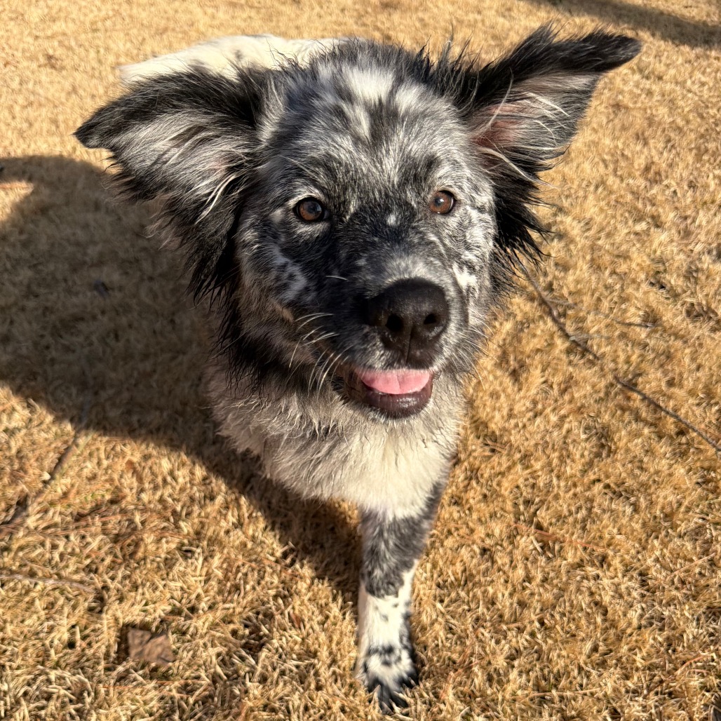 Lotty — thumbnail 4