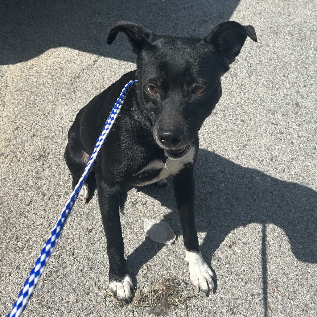 MOELY - Terrier, Jack Russell / Mix for adoption in Chattanooga