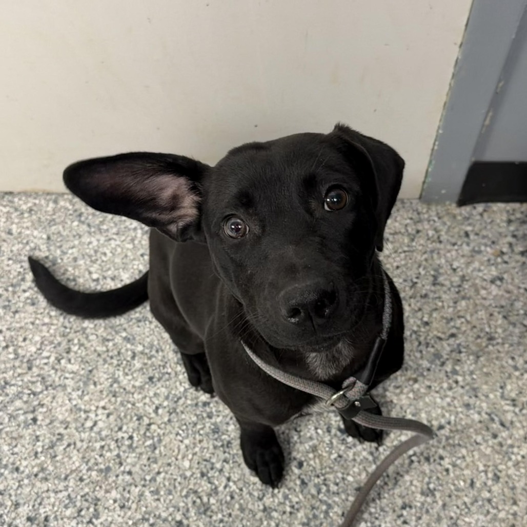 Labrador Retriever