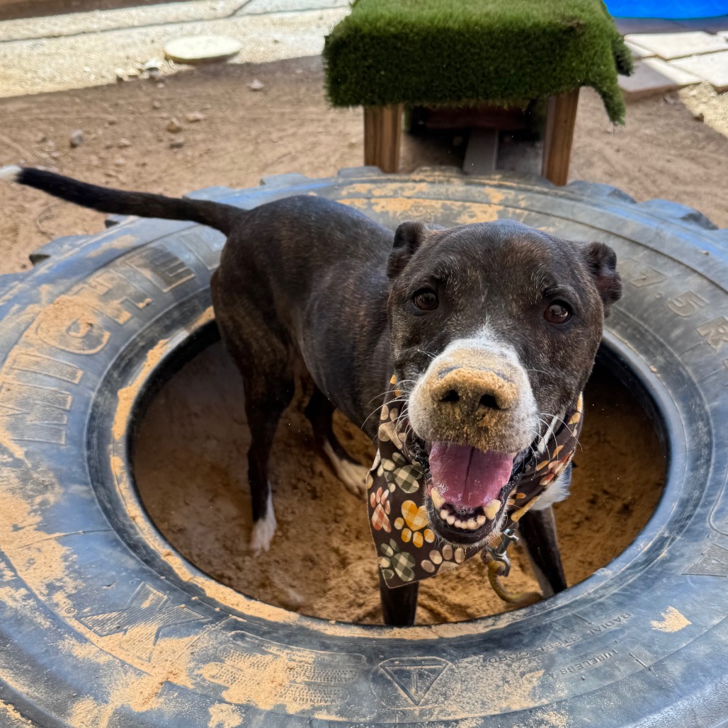 Banana Cream — thumbnail 11