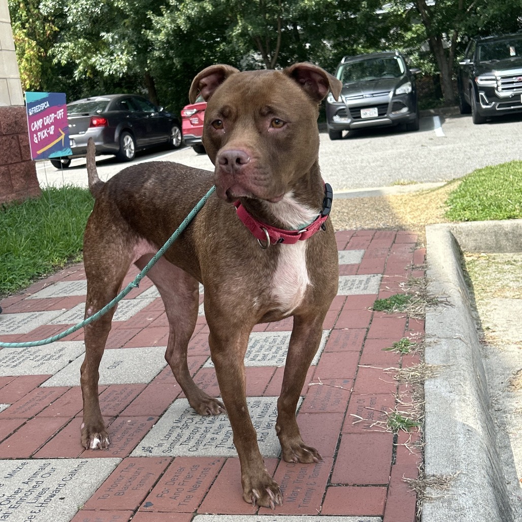 Lila, photo 6