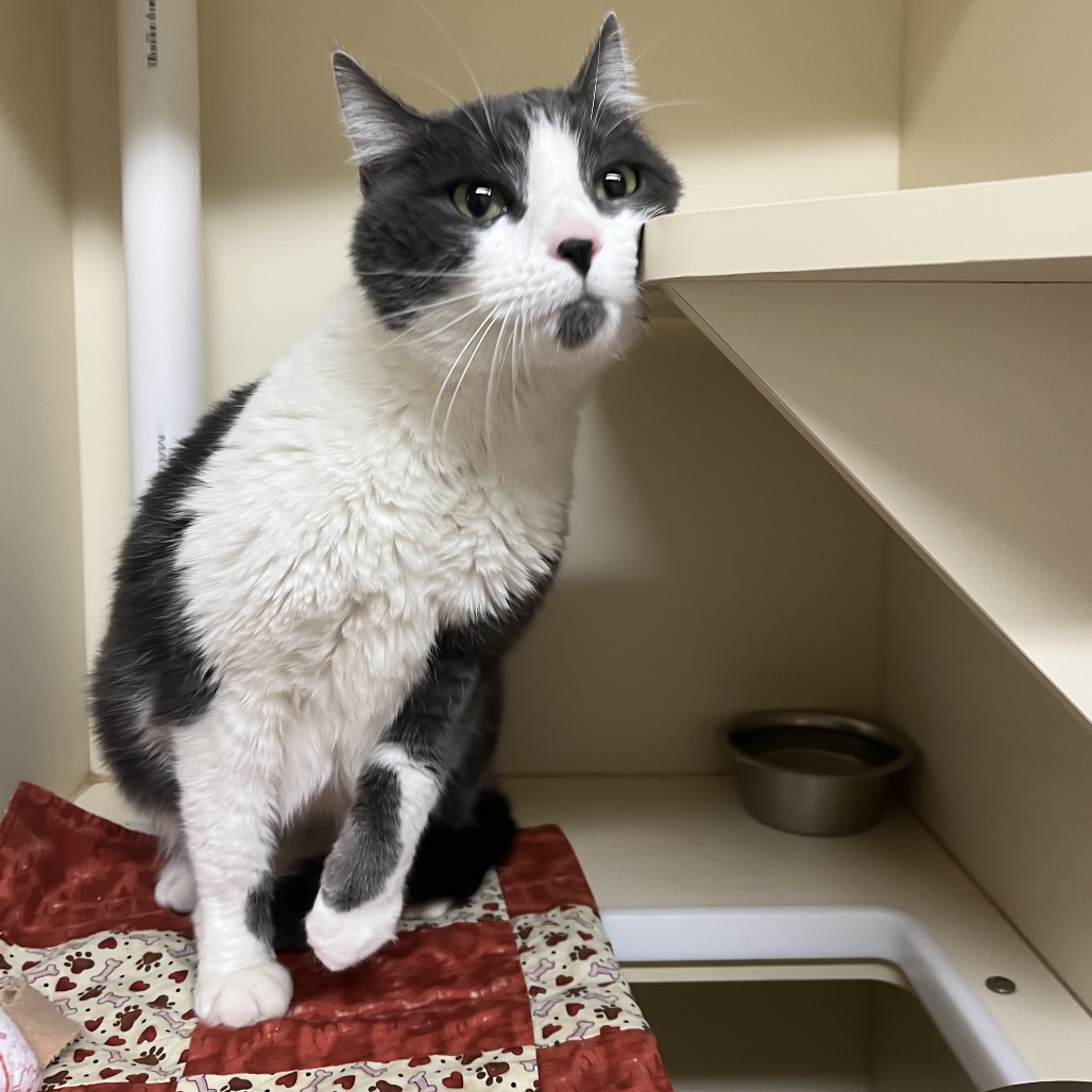 Rhino (Real name Stormy)