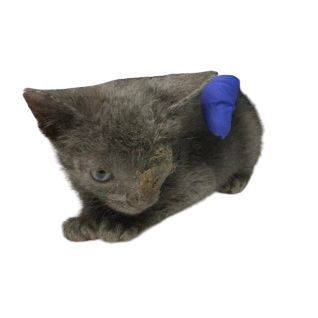 Tusc Stray 81372 2