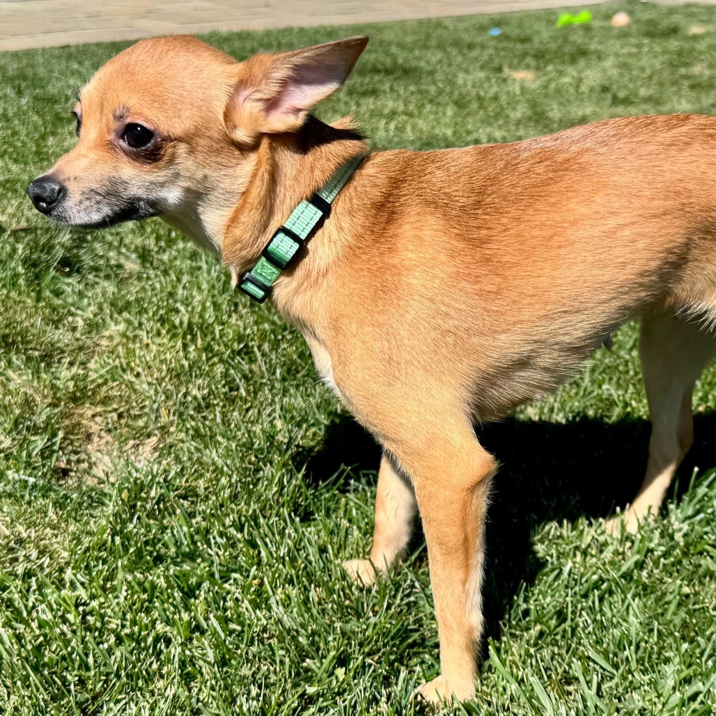 Poppy — thumbnail 3