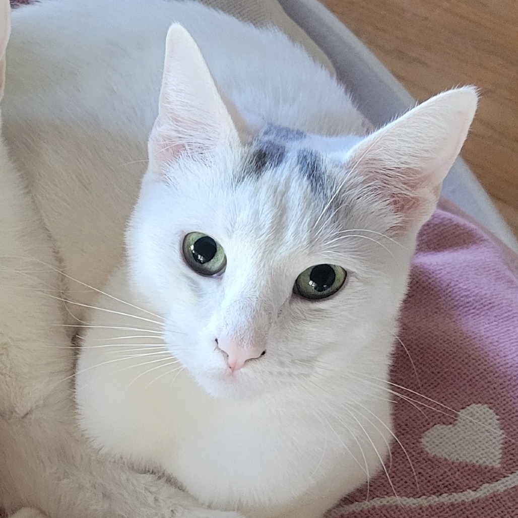 DOVEY bonded to OPALINE
