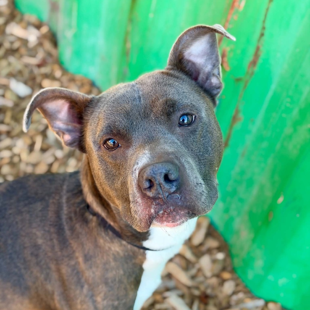 Pit Bull