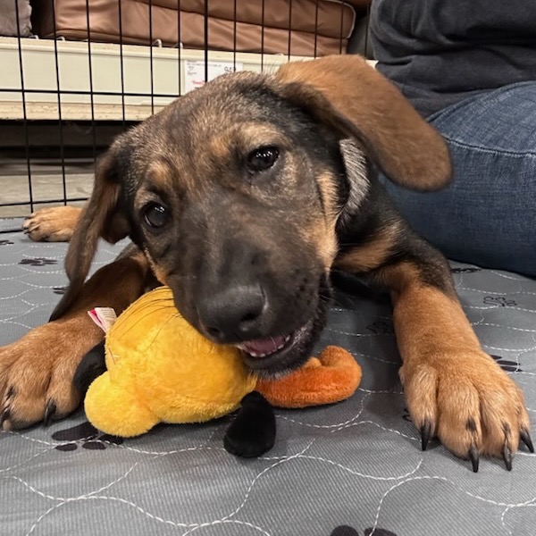 KILEY - Shepherd / Mix for adoption in Silver Spring