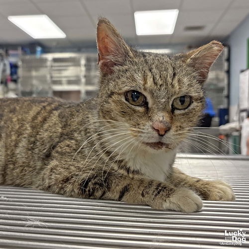 ROSEMARIE - Domestic Shorthair available for adoption