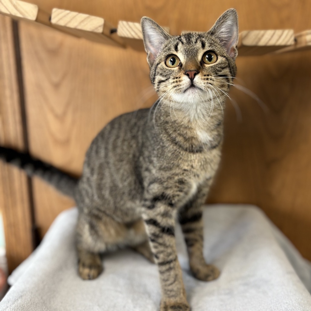 Farida--In Foster