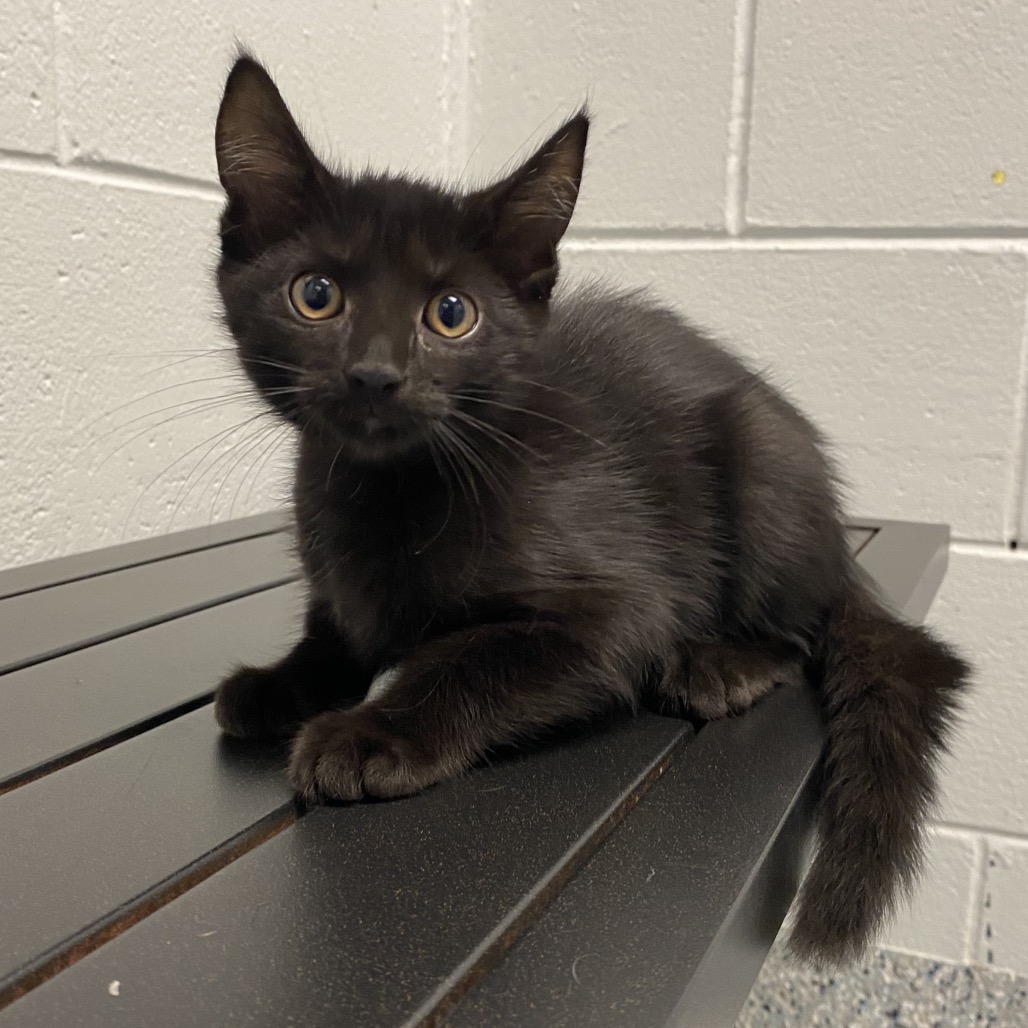 CROW - Domestic Medium Hair available for adoption