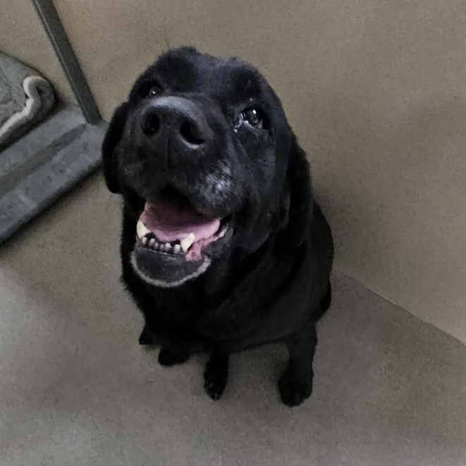 Kennel#13a's preview photo