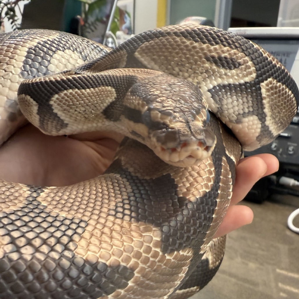 Photo of Tsuchinoko 7