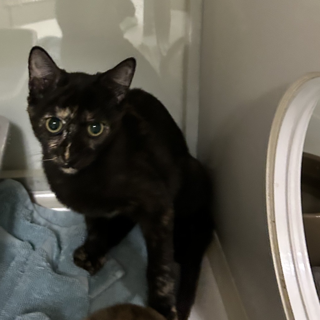 Maisie - Domestic Shorthair