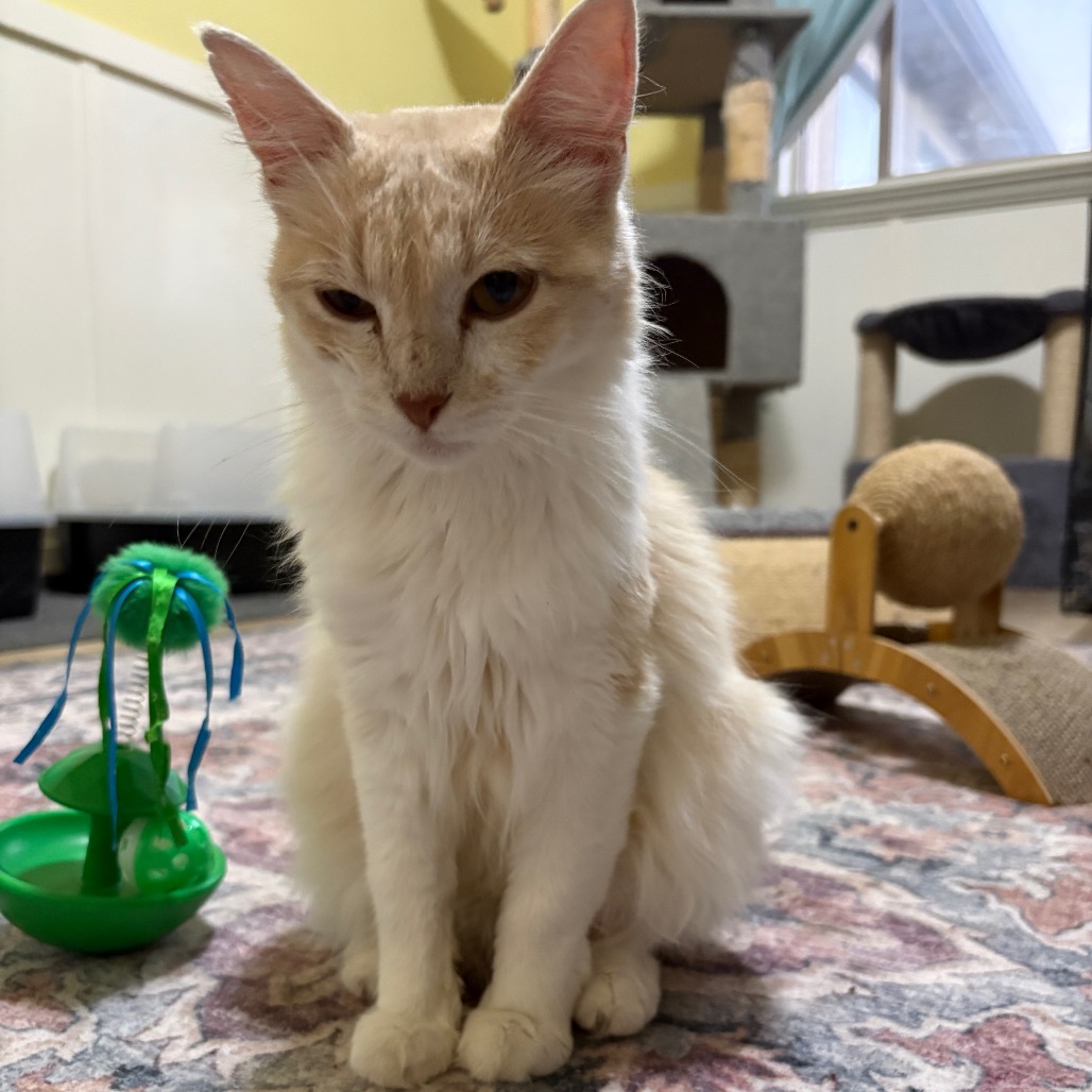 MARIGOLD - Domestic Medium Hair available for adoption