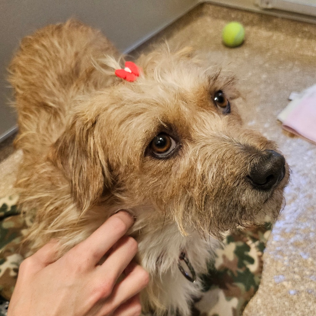 FRODO - Mixed Breed (Small) available for adoption