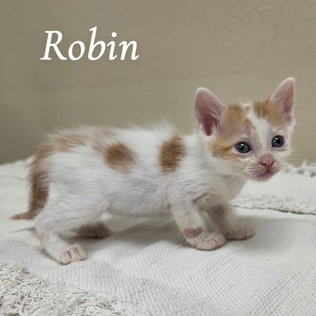 Robin