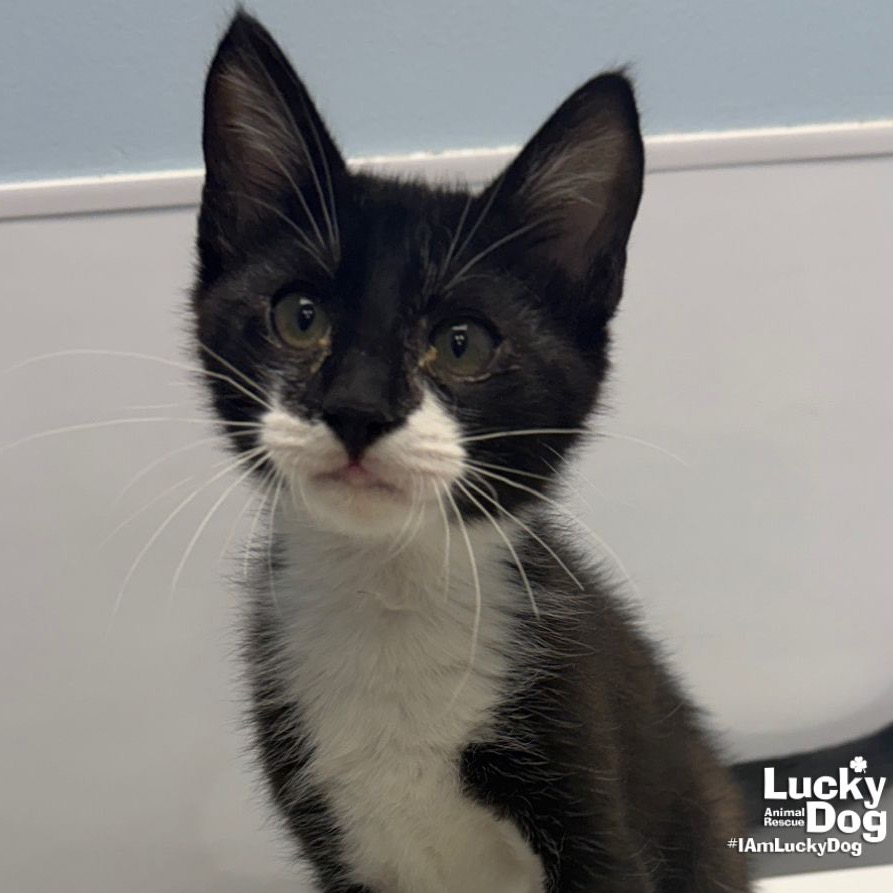 SIDNEY - Domestic Shorthair available for adoption