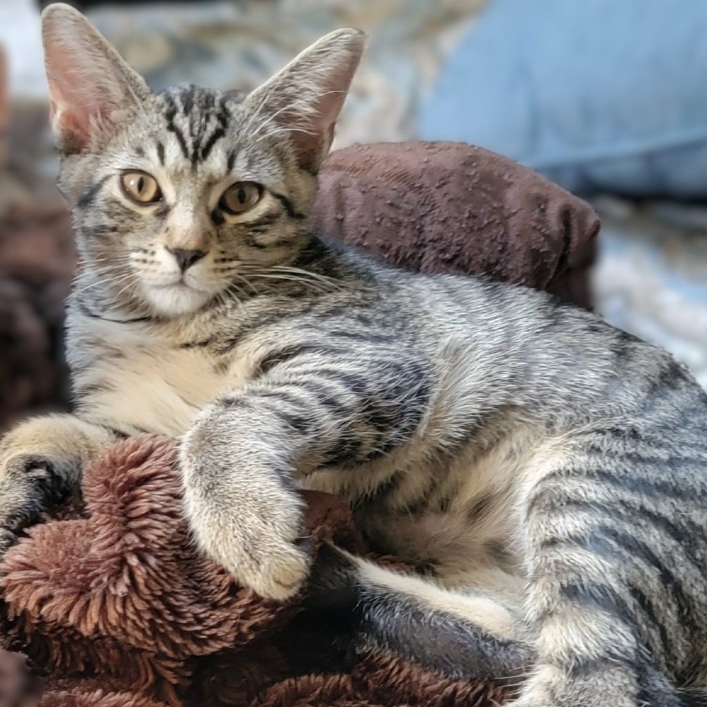 NOAH KAHAN - Domestic Shorthair available for adoption