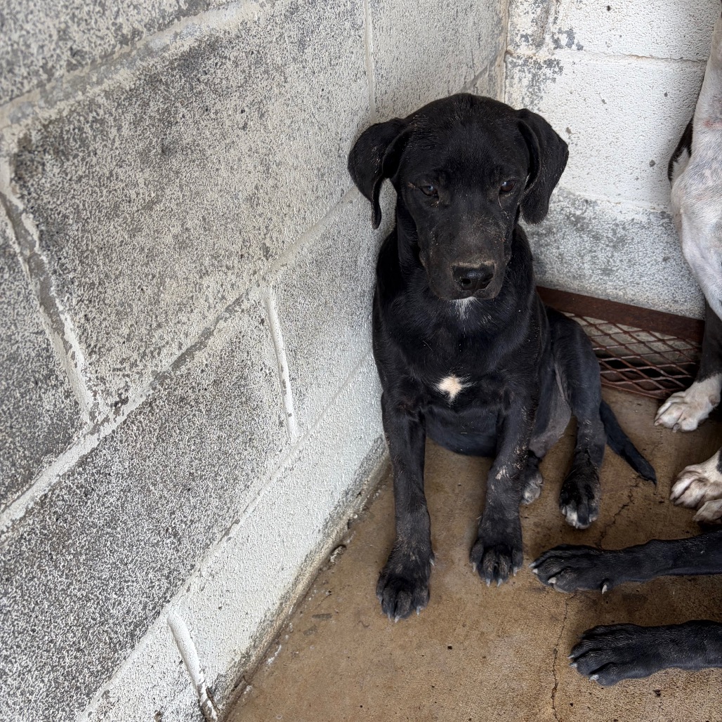 CAMDEN - Retriever / Black Labrador available for adoption