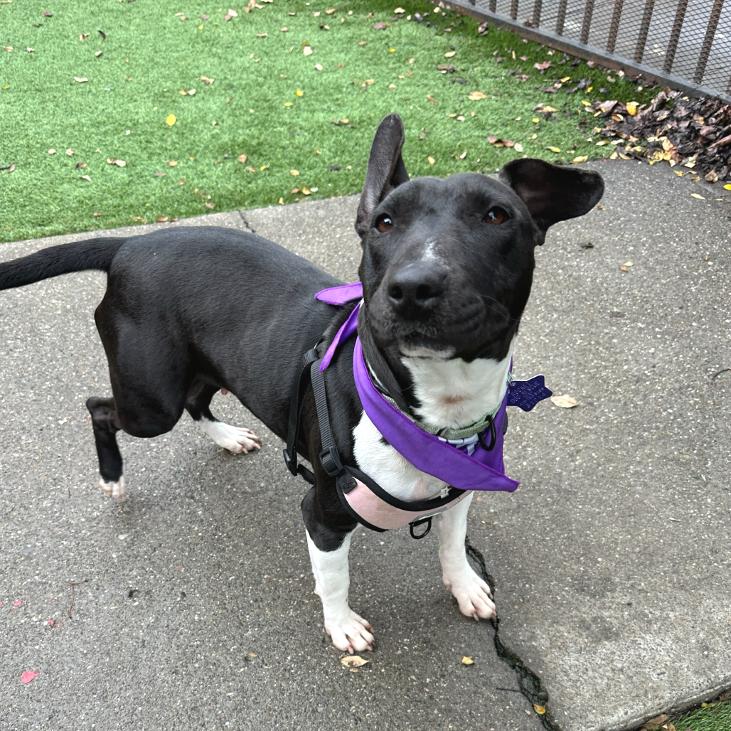 Jewel — thumbnail 4