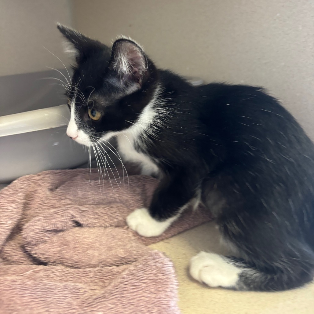 Columbia - Domestic Shorthair
